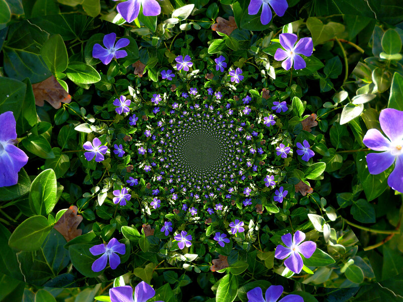 Purple Flowers in Spiral