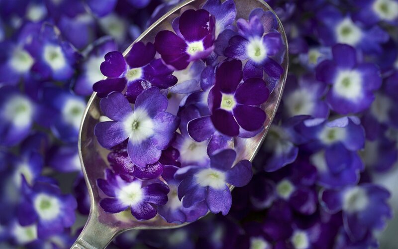Purple Flowers in Spoon