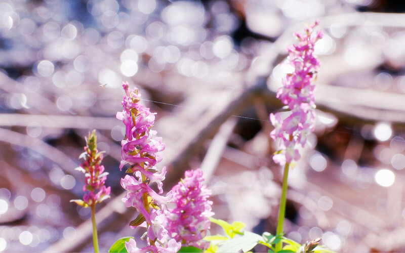 Purple Flowers in Spring — Pink