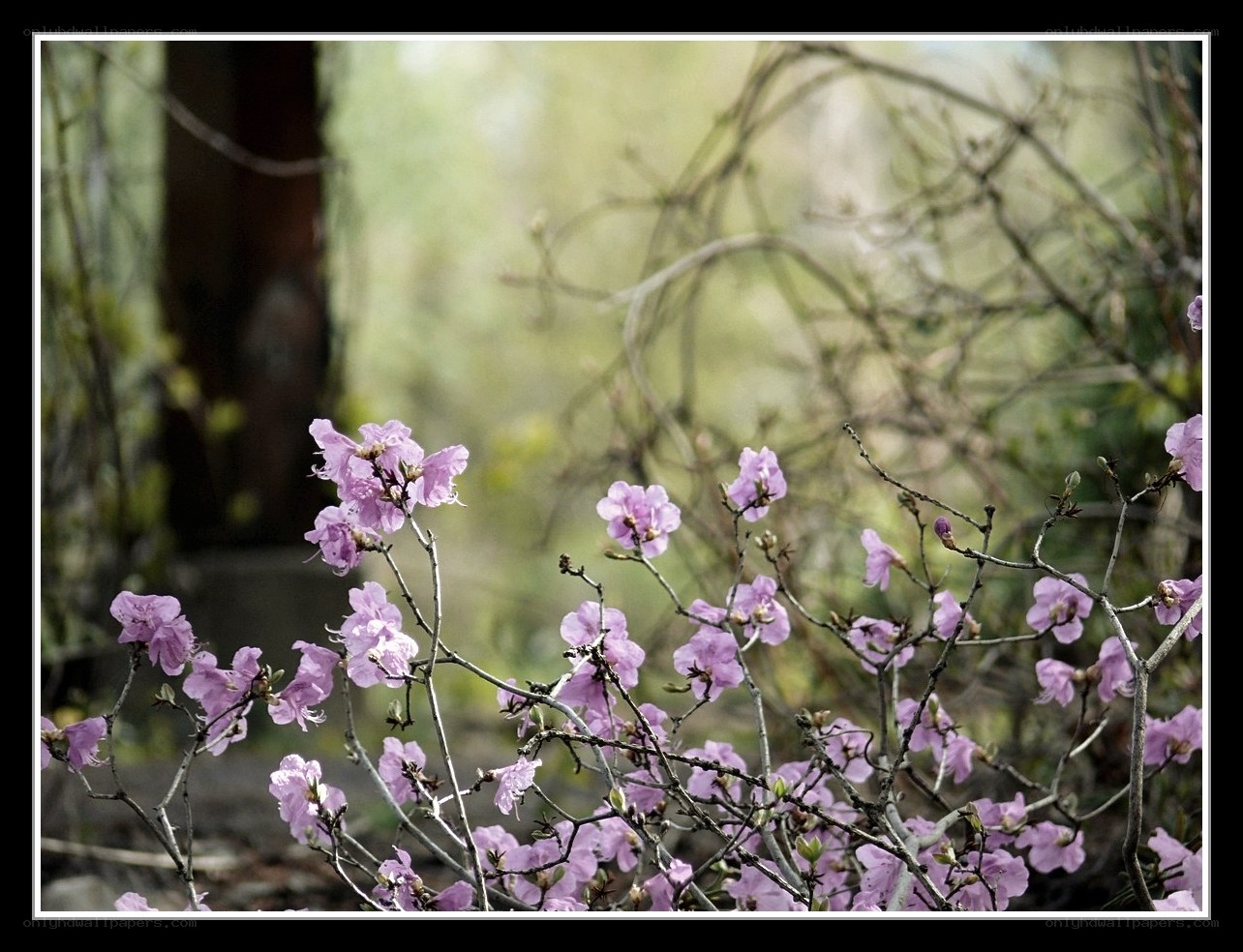 purple flowers in spring