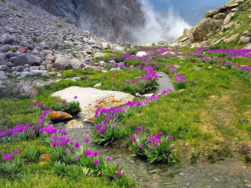 Purple Flowers in Stream — Serene