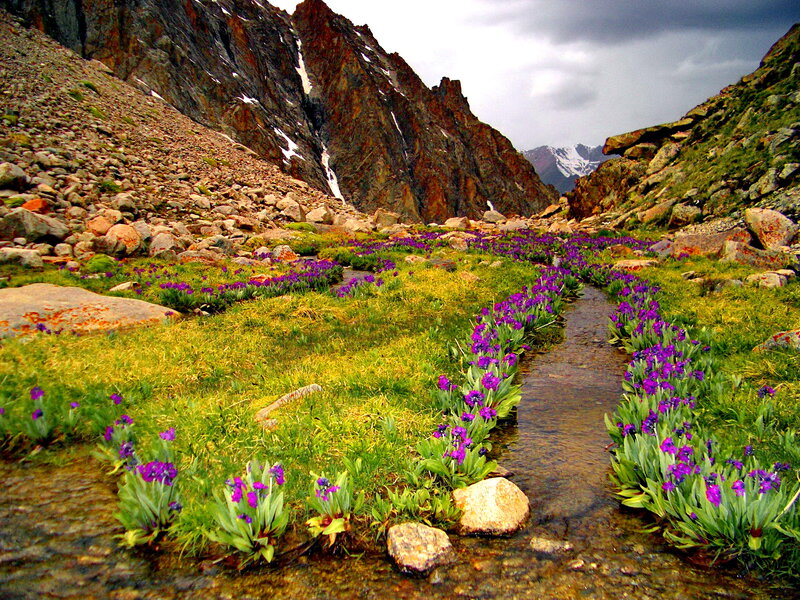 Purple Flowers in Stream