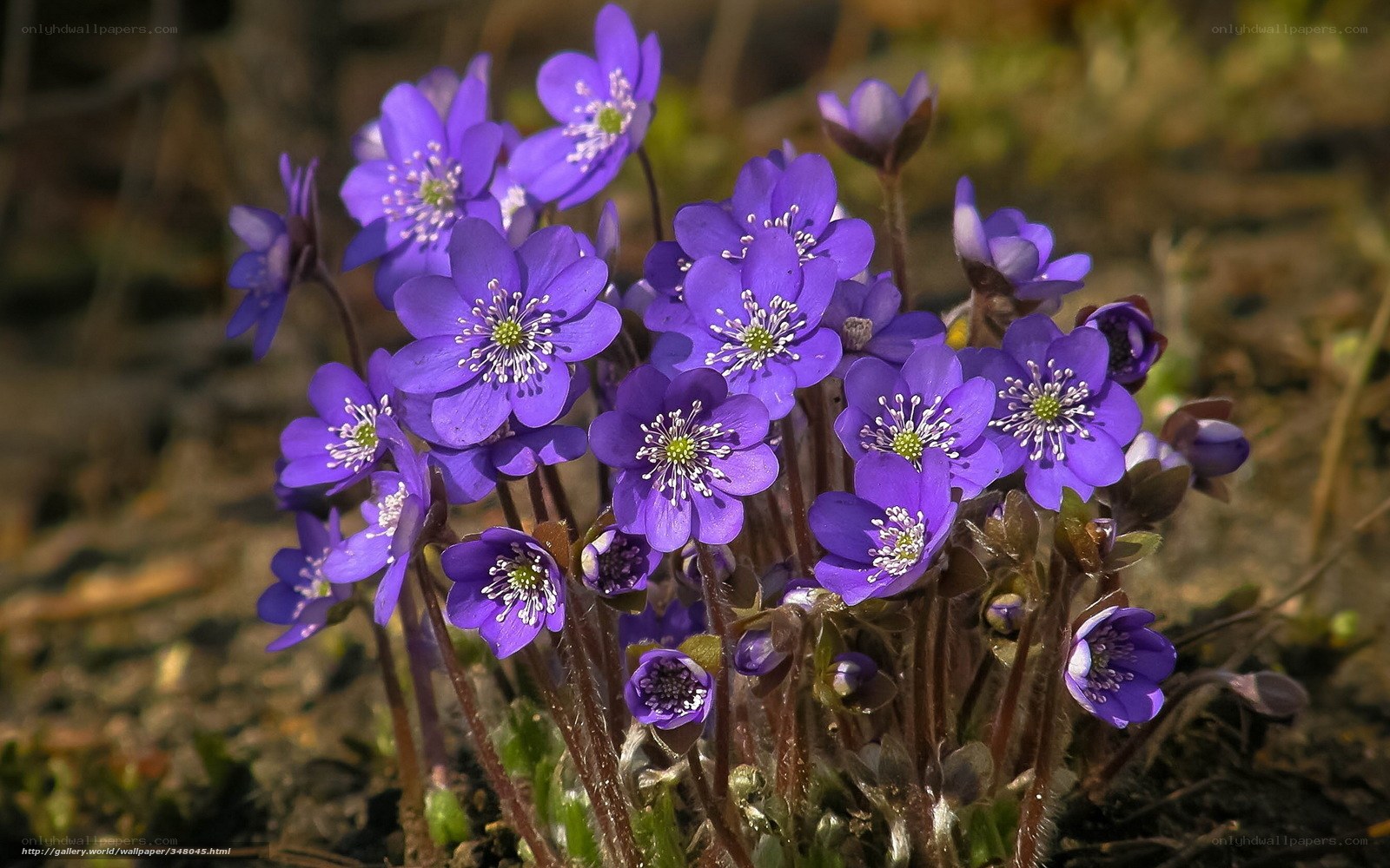 purple flowers in sunlight