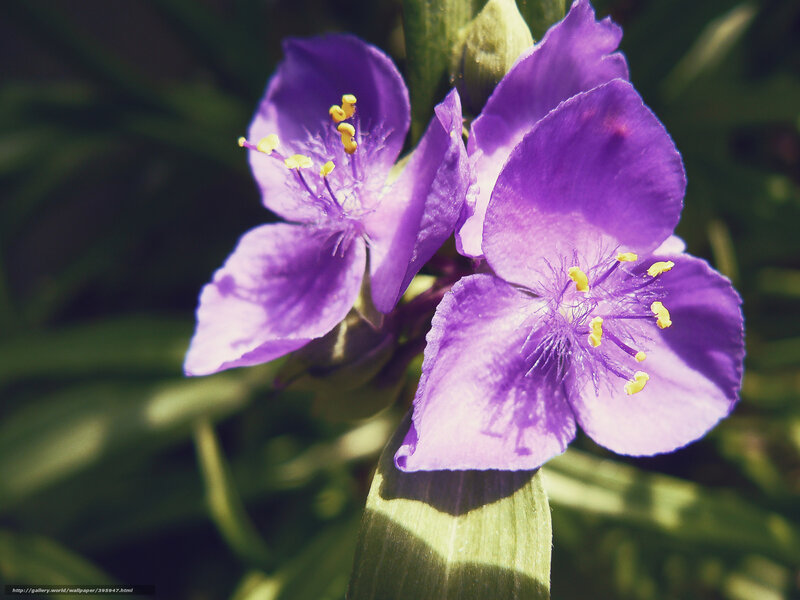 purple flowers in sunlight