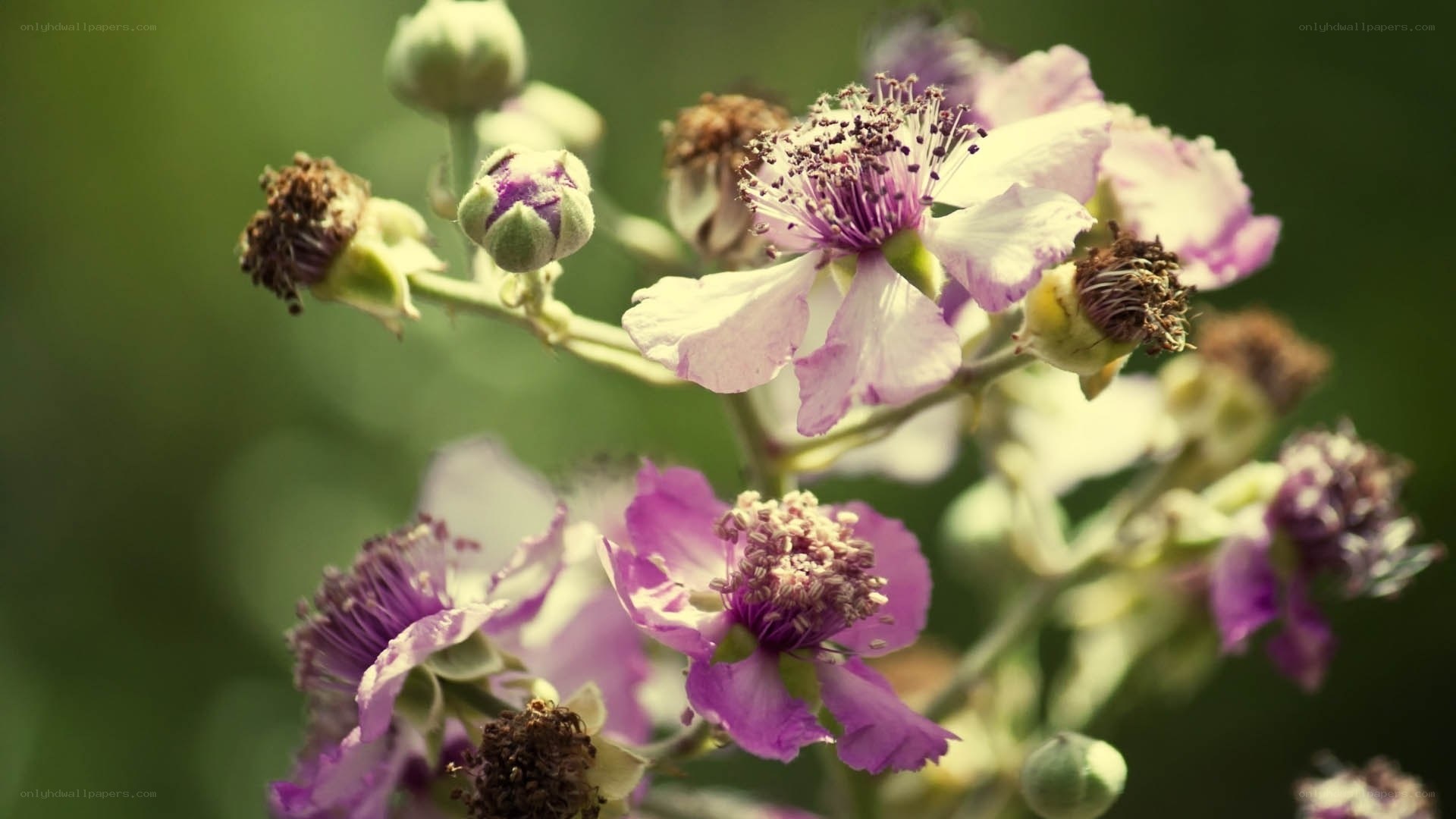purple flowers in sunlight