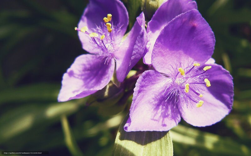 purple flowers in sunlight