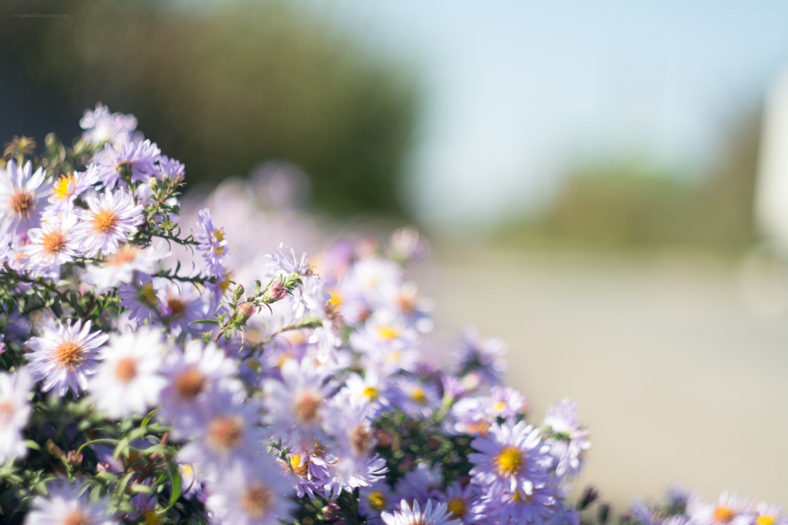 Purple flowers in sunlight