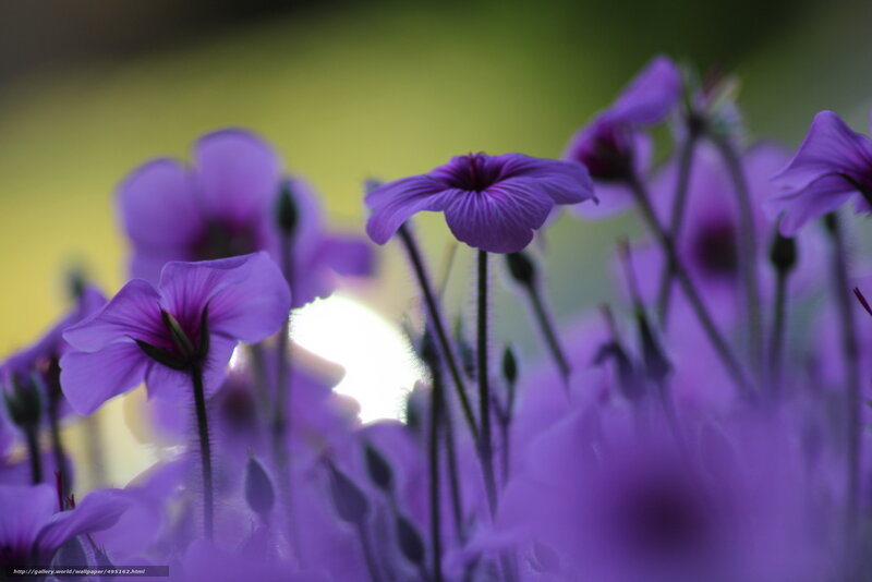 Purple flowers in sunlight