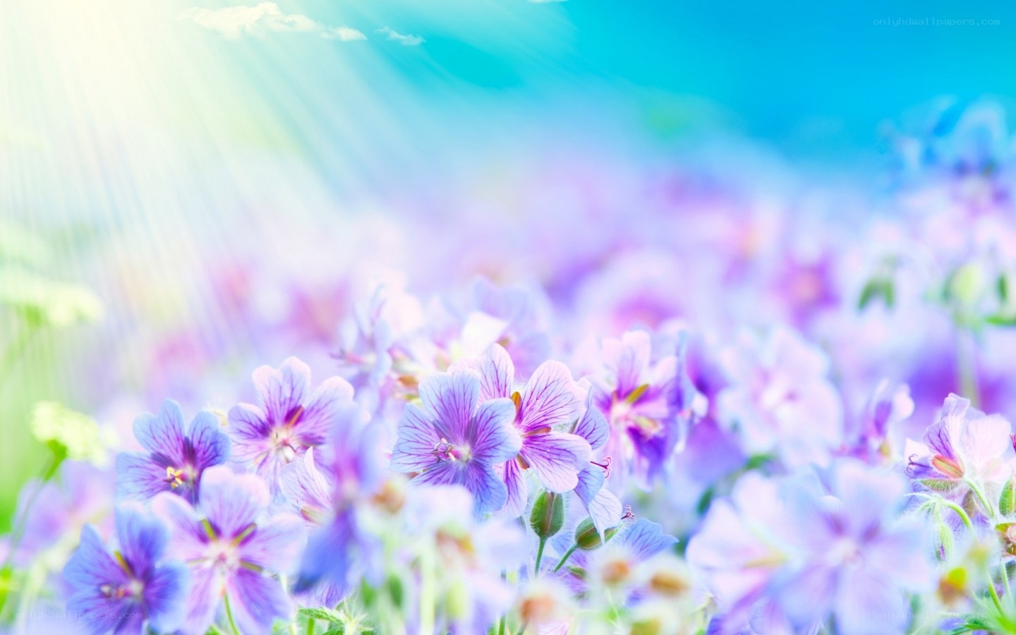 Purple flowers in sunlight