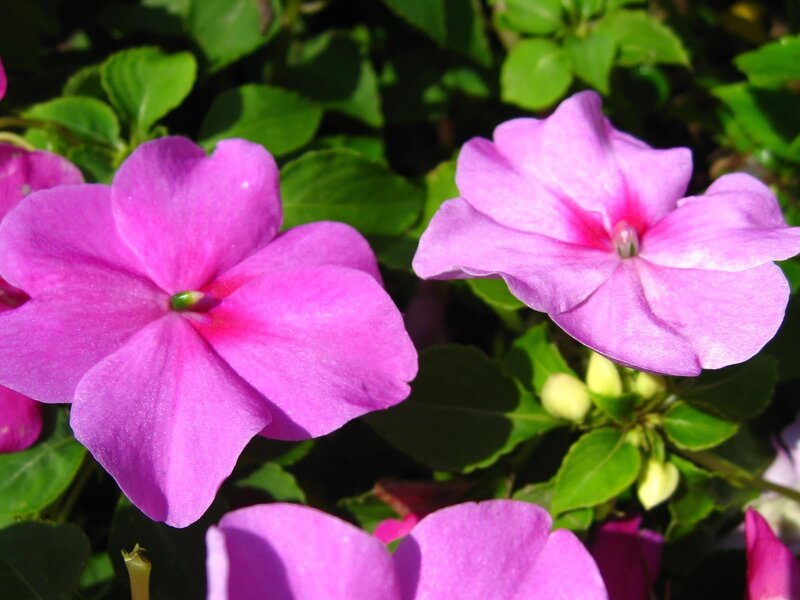 Purple flowers in sunlight