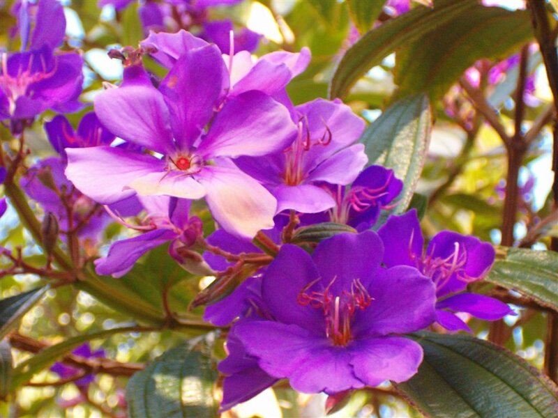 purple flowers in sunlight