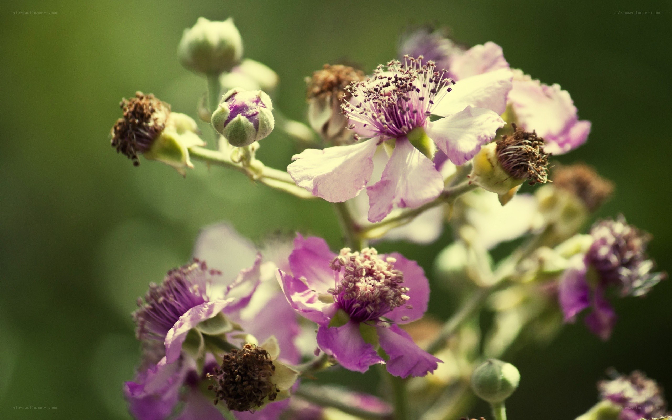 purple flowers in sunlight