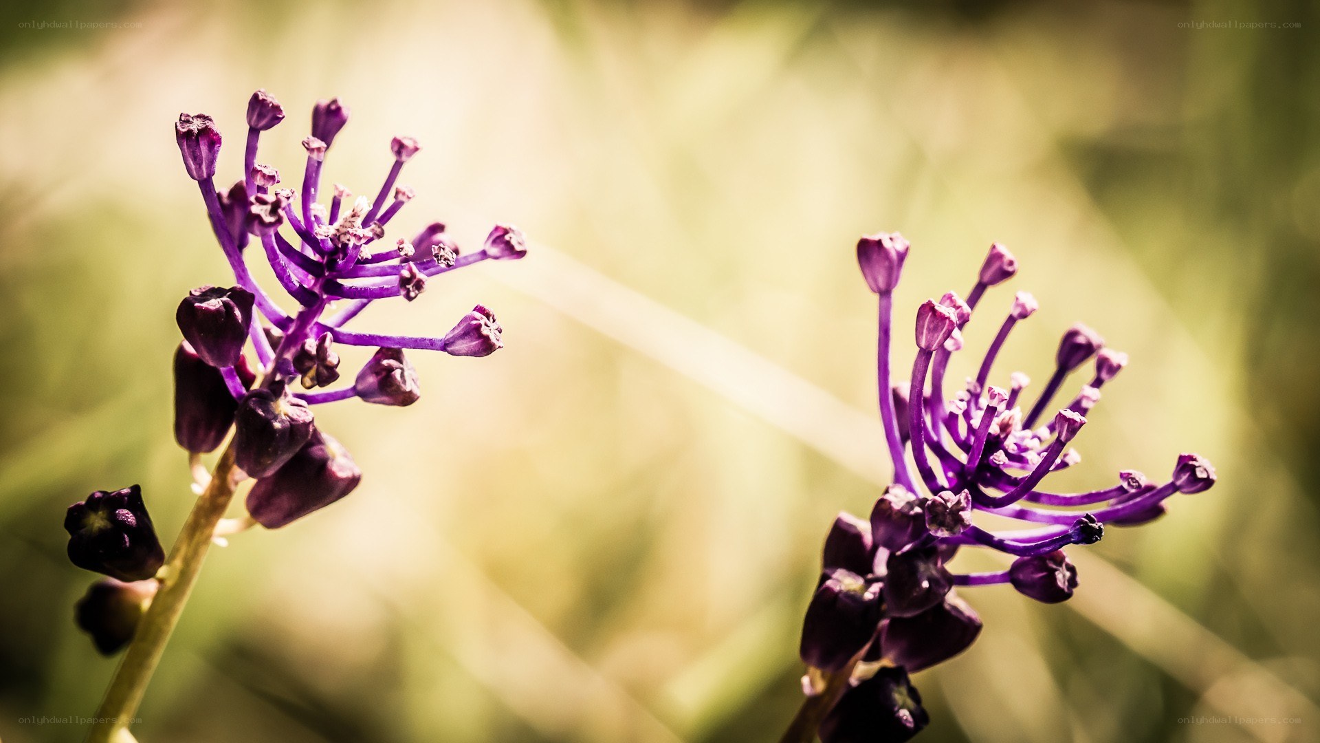 Purple flowers in sunlight