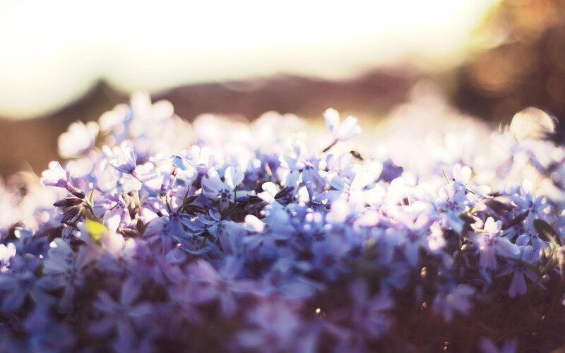 purple flowers in sunlight
