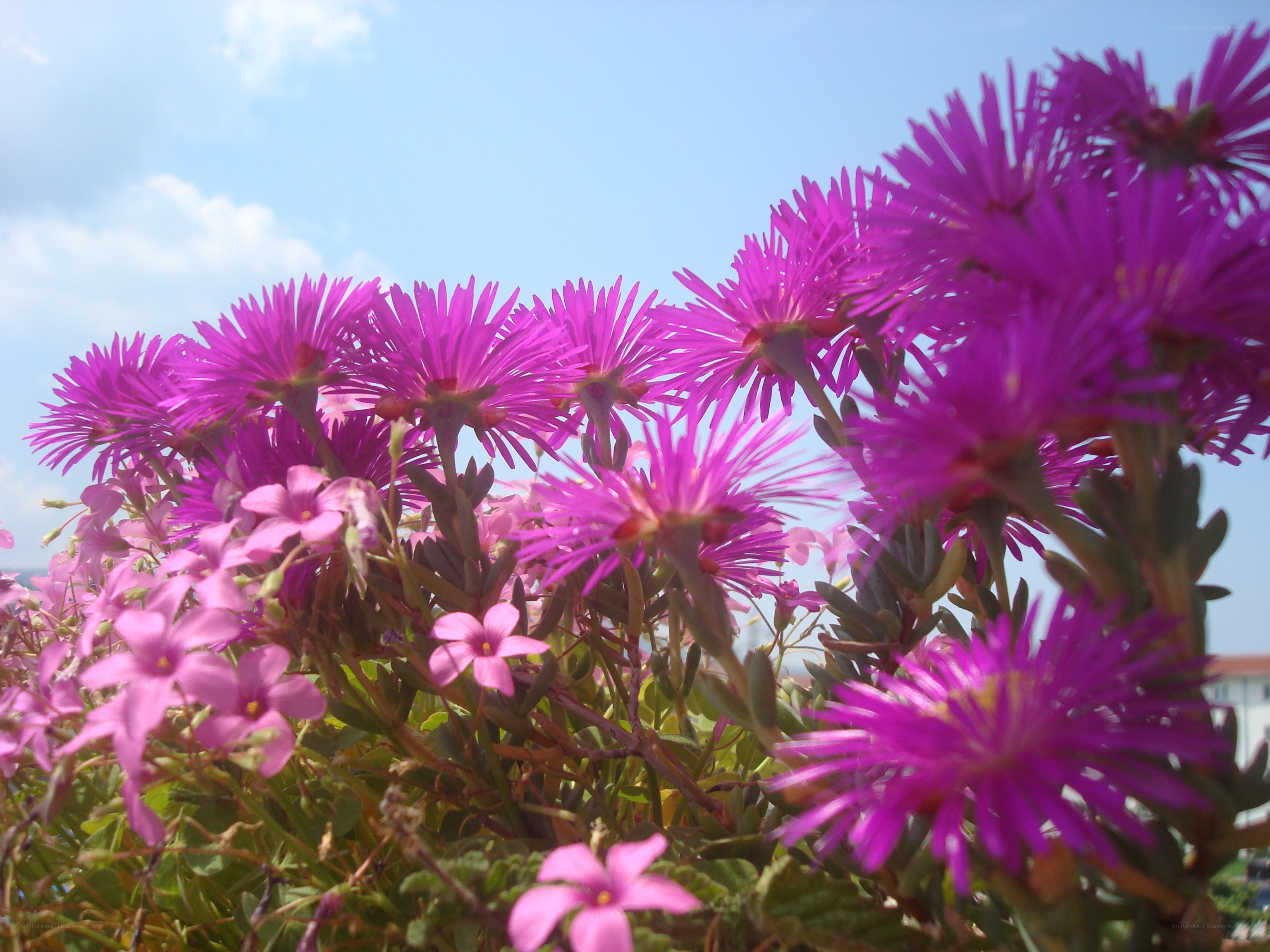 Purple flowers in sunlight