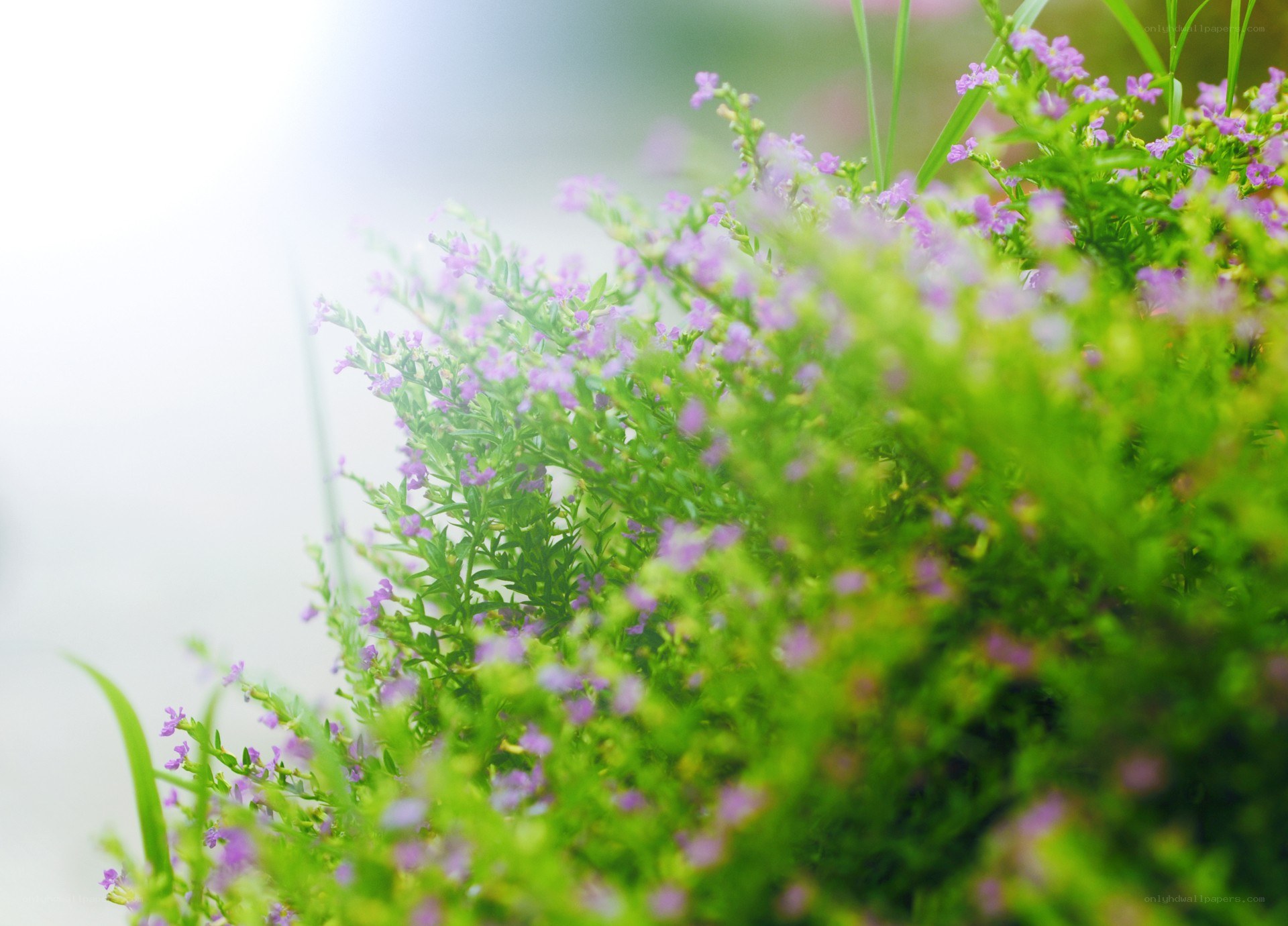 purple flowers in sunlight
