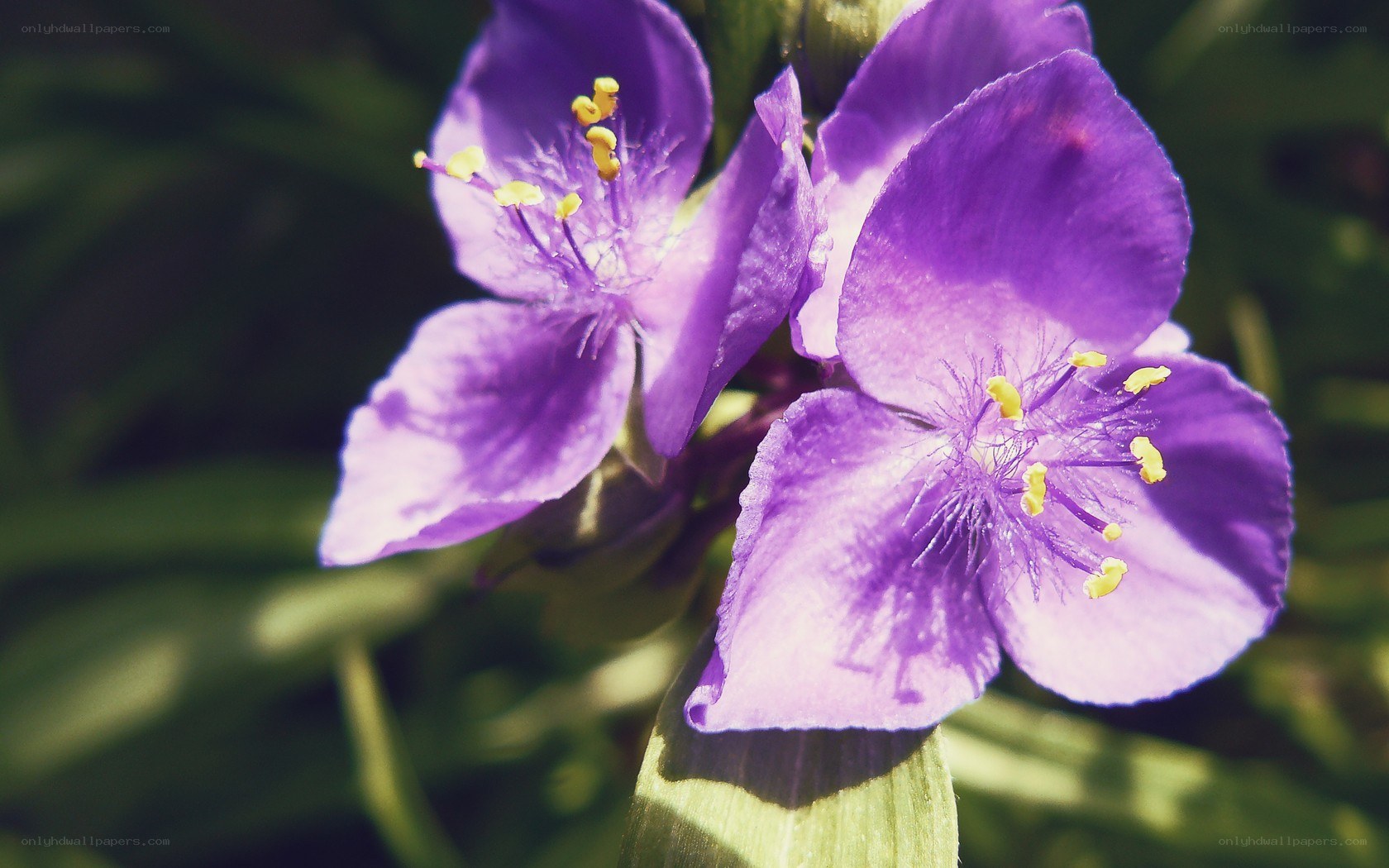 purple flowers in sunlight