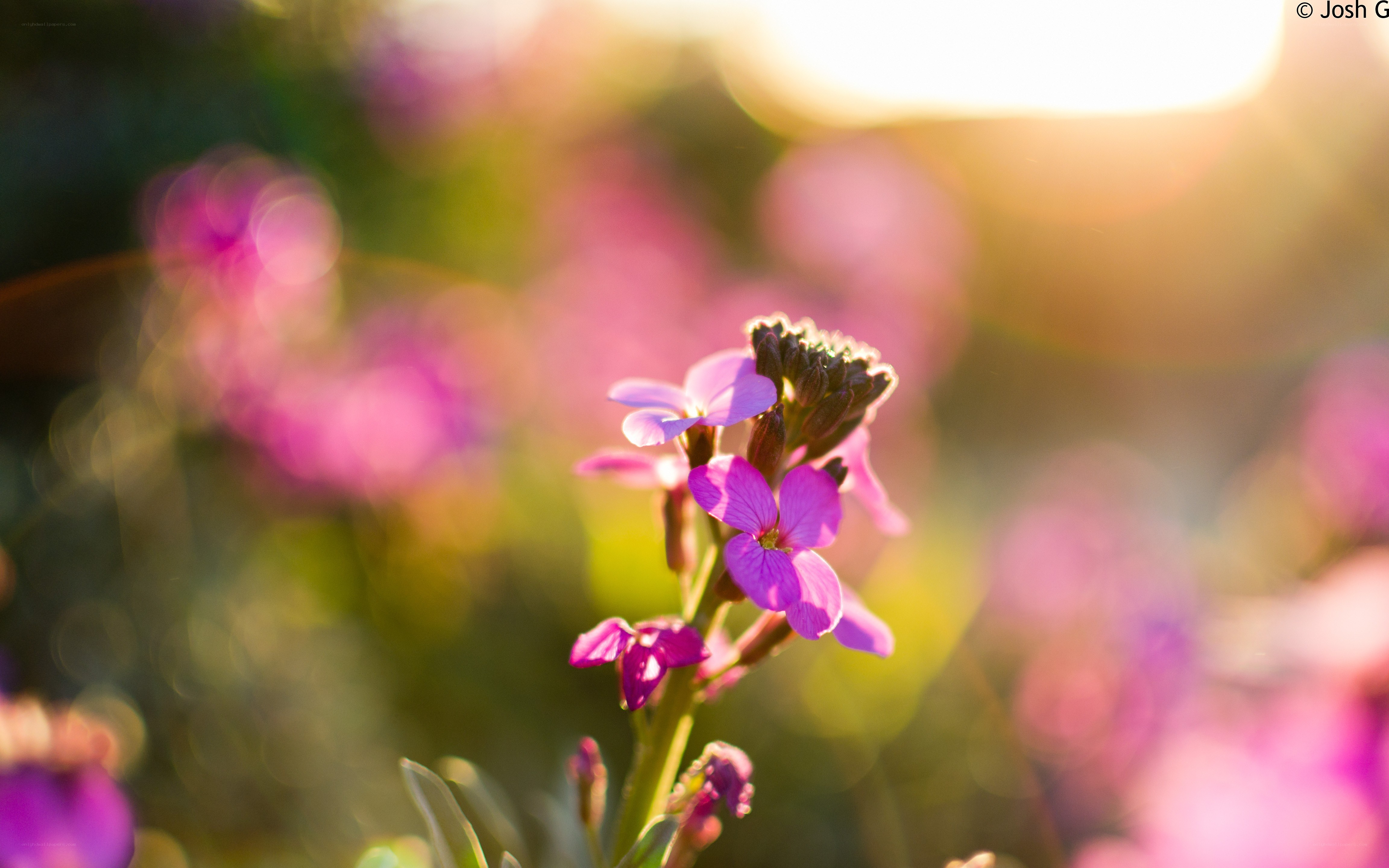 purple flowers in sunlight