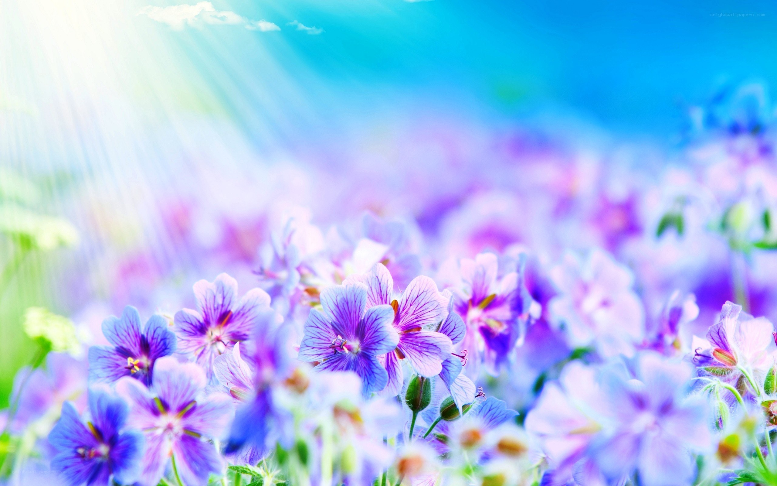 Purple flowers in sunlight