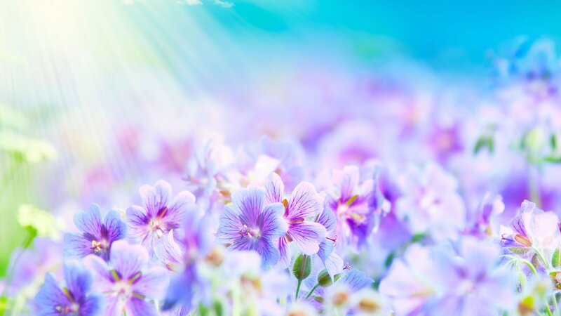 Purple flowers in sunlight