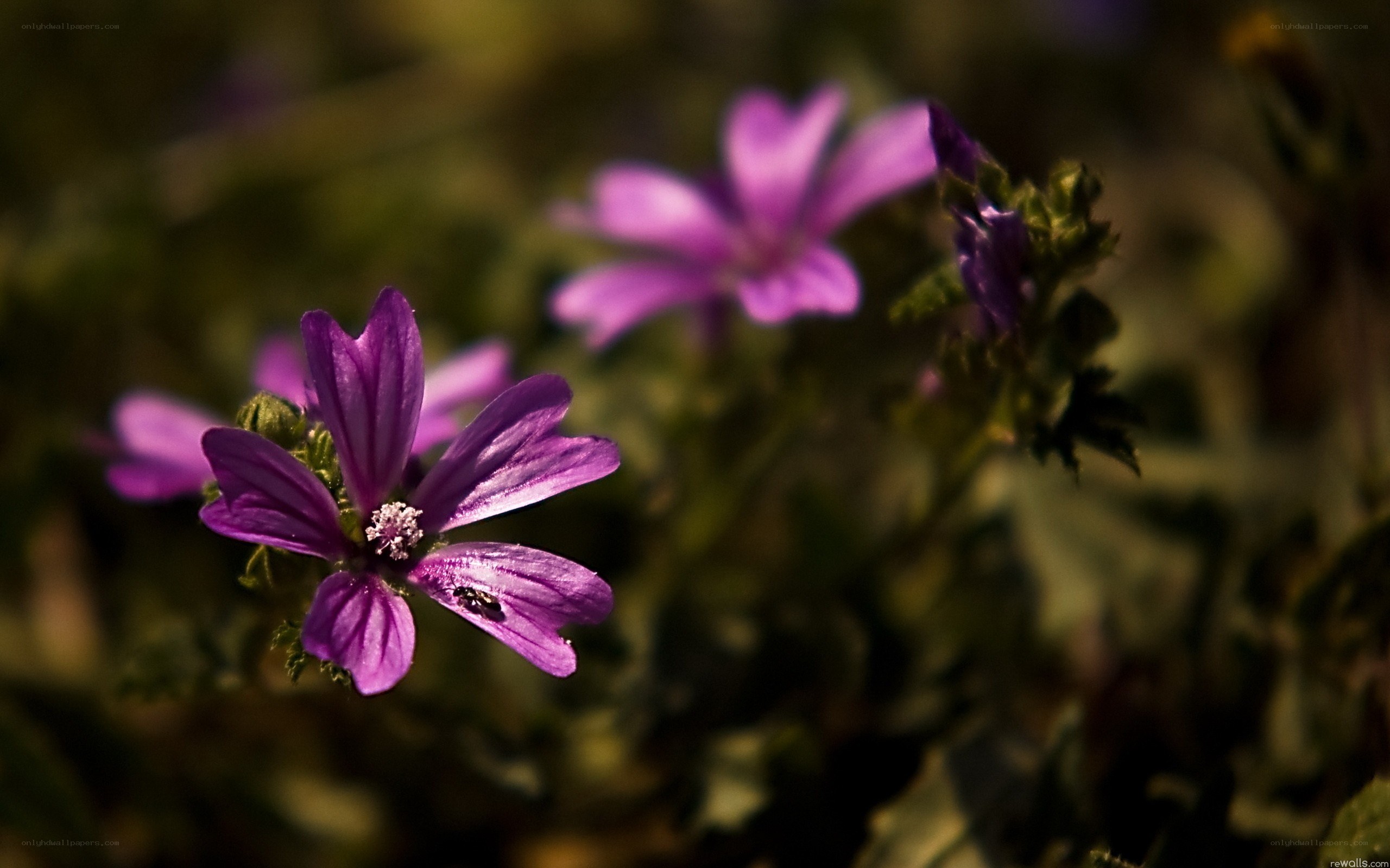purple flowers in sunlight