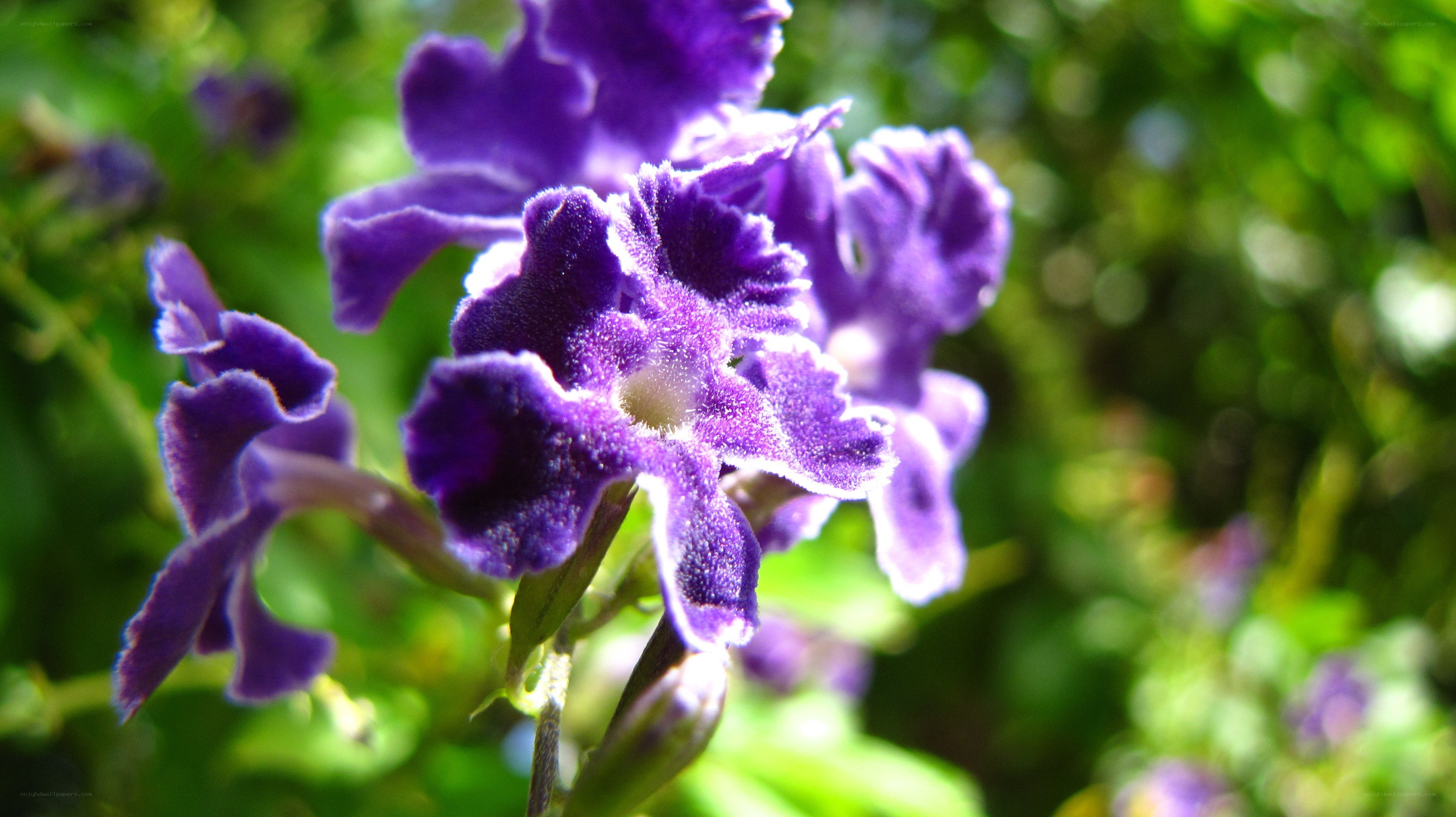 purple flowers in sunlight