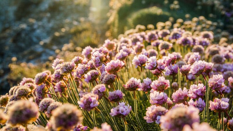 purple flowers in sunlight