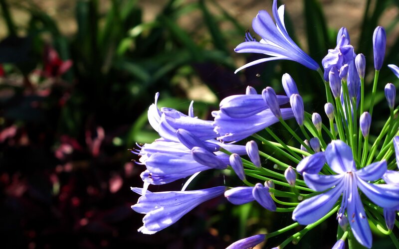 purple flowers in sunlight
