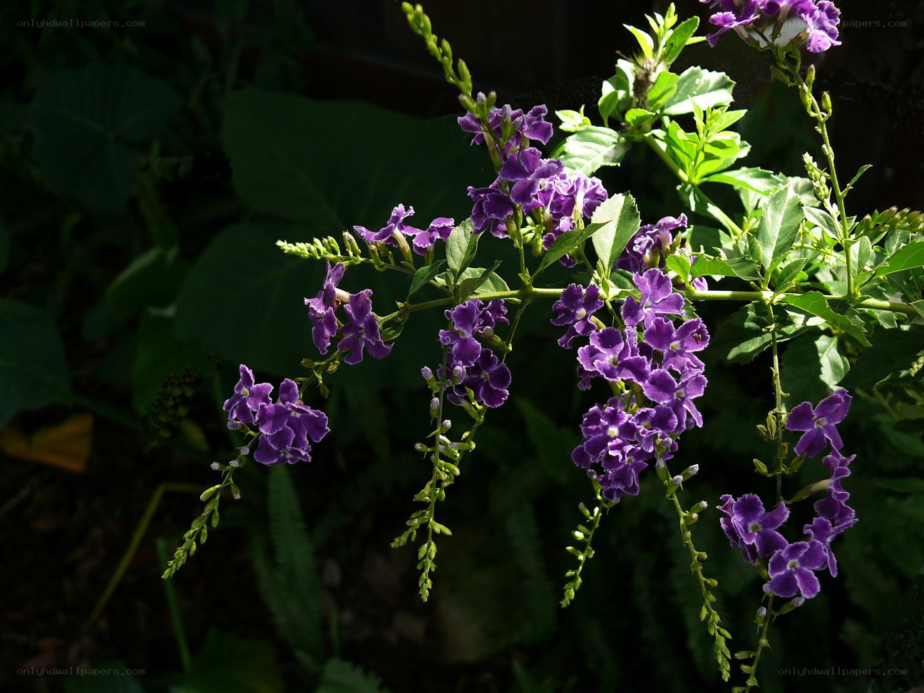 purple flowers in sunlight