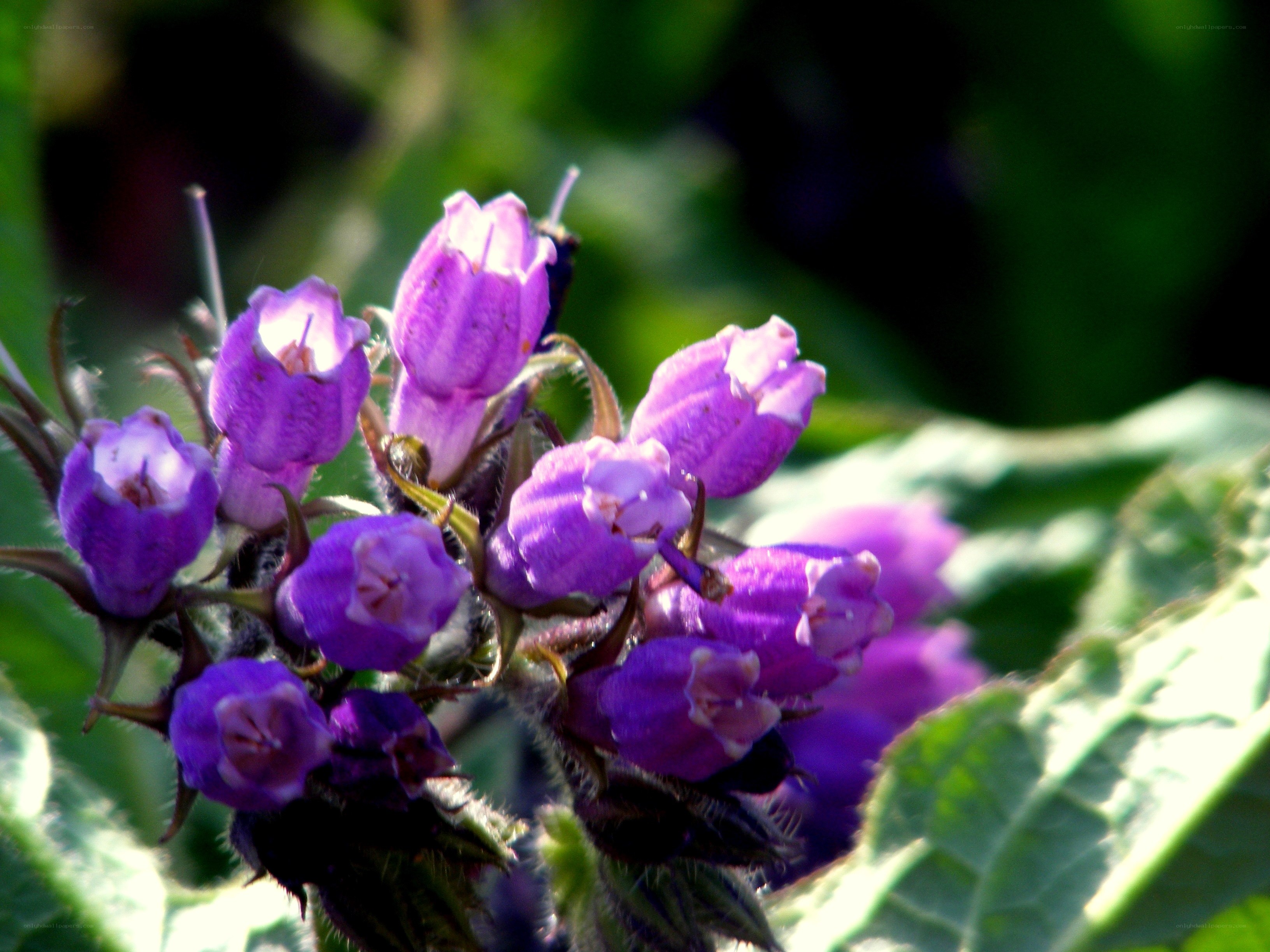 purple flowers in sunlight