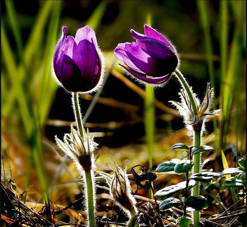 Purple flowers in sunlight