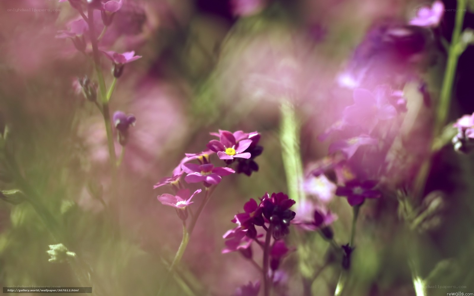 Purple flowers in sunlight