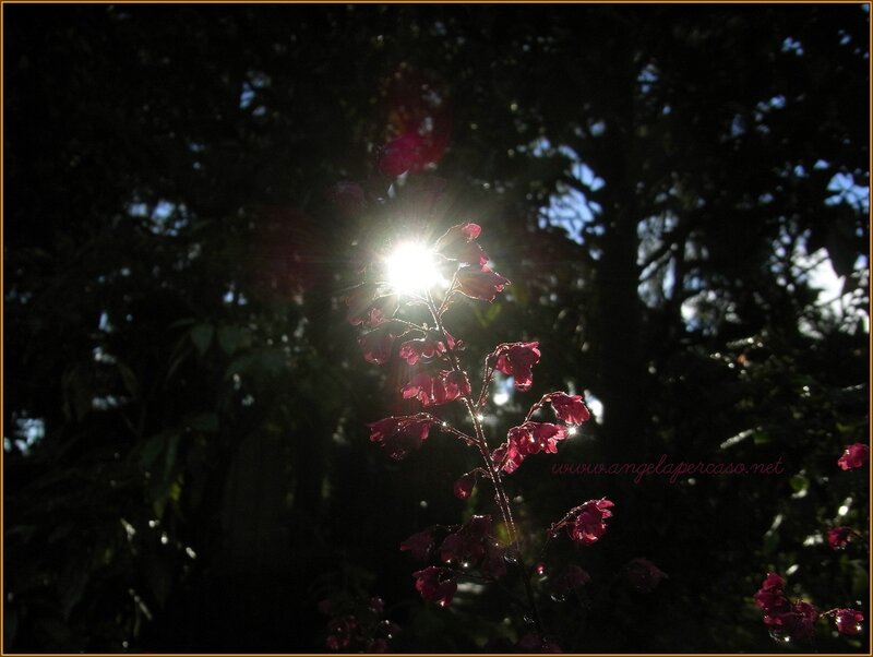 Purple Flowers in Sunlight — Dramatic, Afternoon