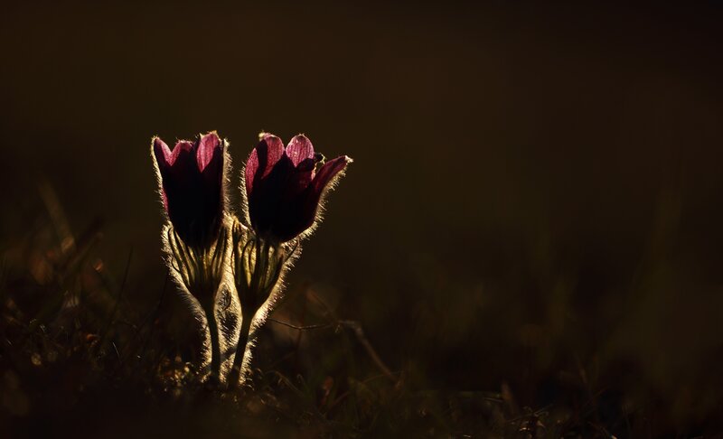 Purple Flowers in Sunlight — Dramatic, Sunset