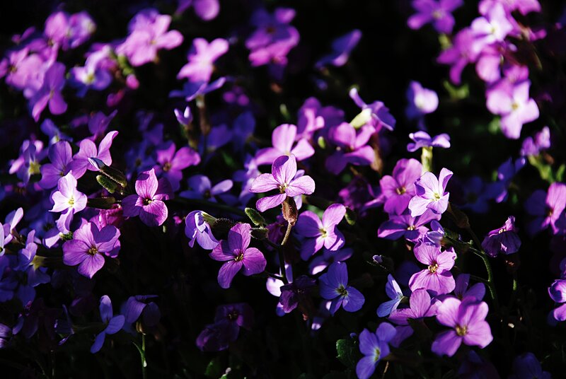 Purple Flowers in Sunlight — Dramatic