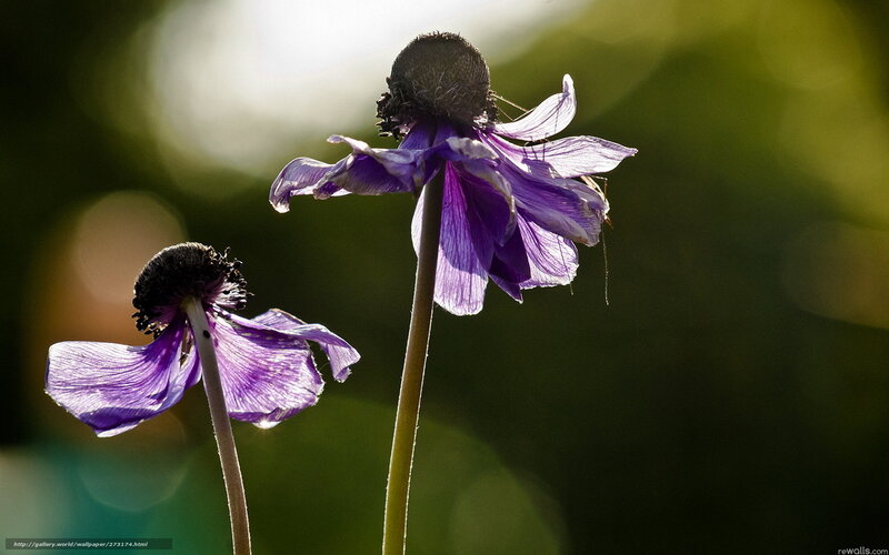 Purple Flowers in Sunlight — Serene, Afternoon