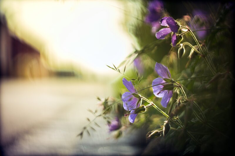 Purple Flowers in Sunlight — Serene, Morning