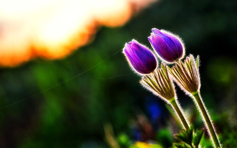 Purple Flowers in Sunlight — Serene, Sunset