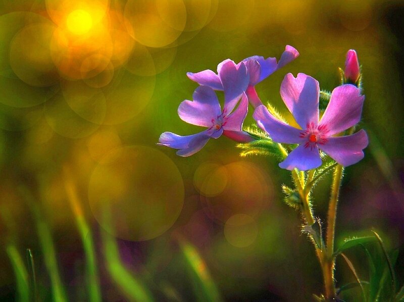 Purple Flowers in Sunlight — Serene