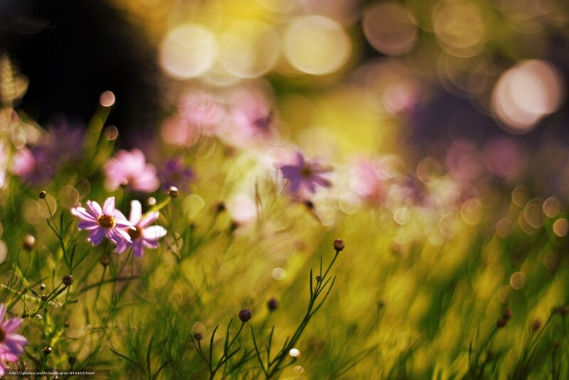 Purple flowers in sunlit field