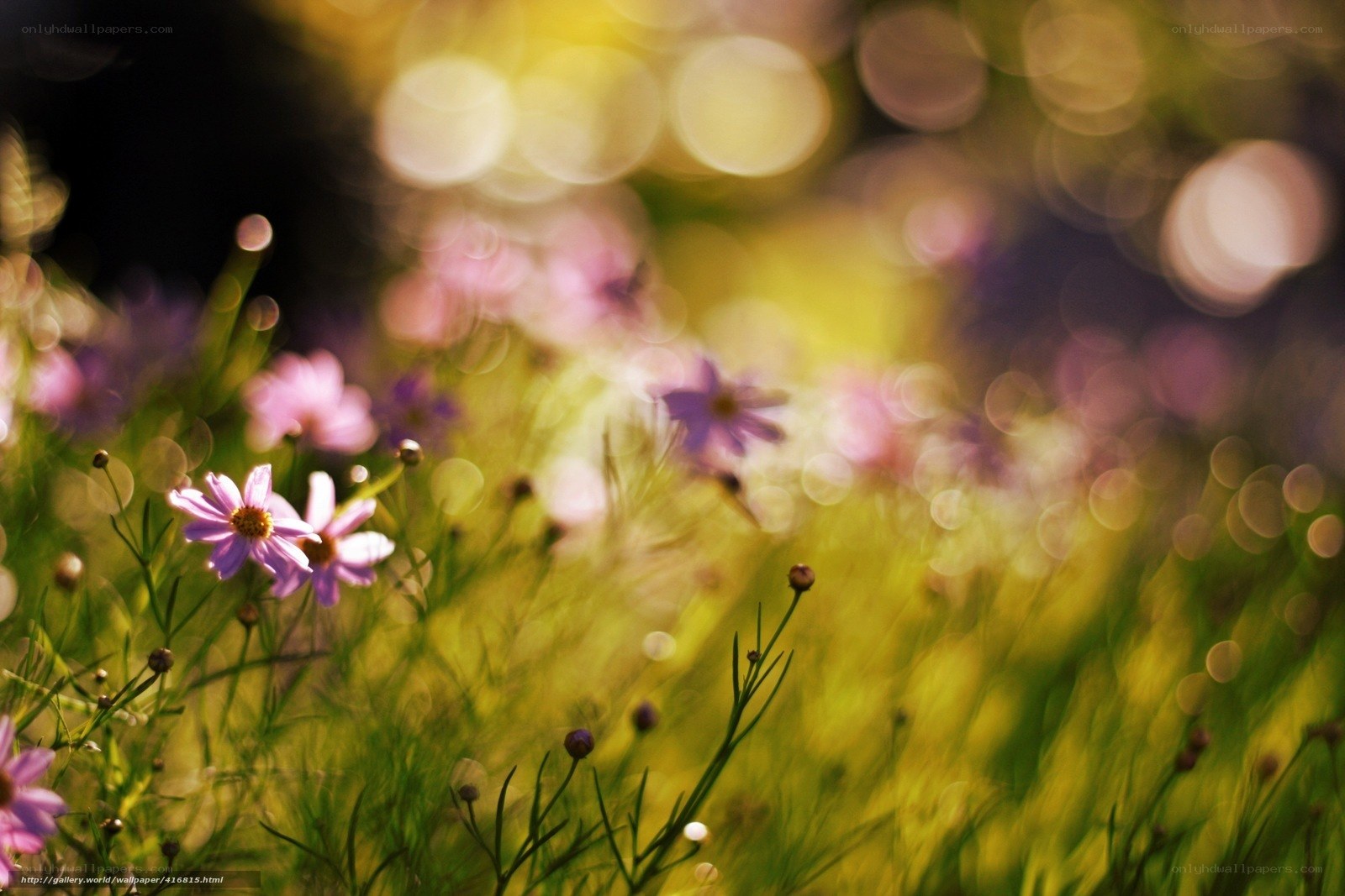 Purple flowers in sunlit field