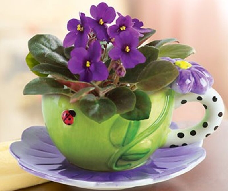 Purple Flowers in Teacup — Green, Calm