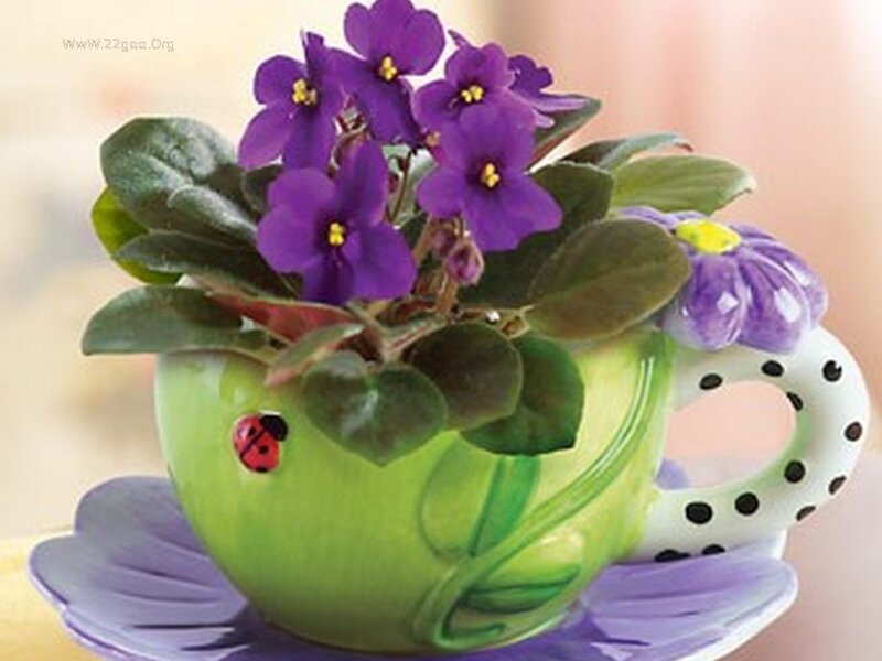 Purple Flowers in Teacup — Green