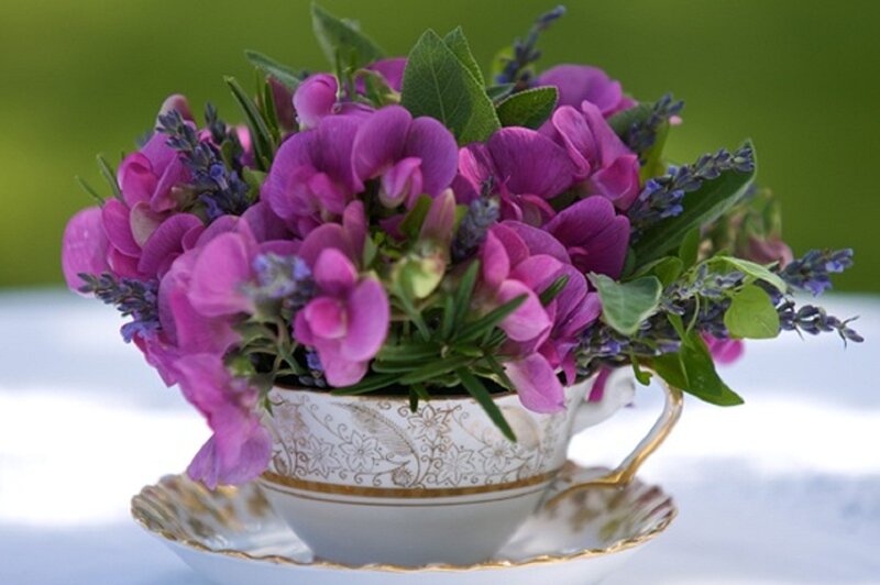 Purple Flowers in Teacup — Serene, Afternoon