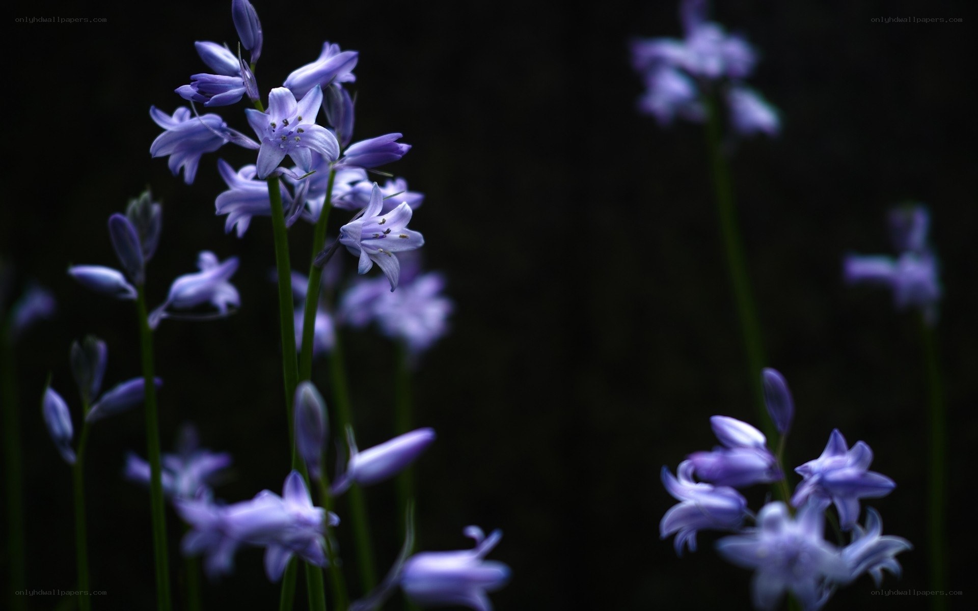 Purple flowers in the dark