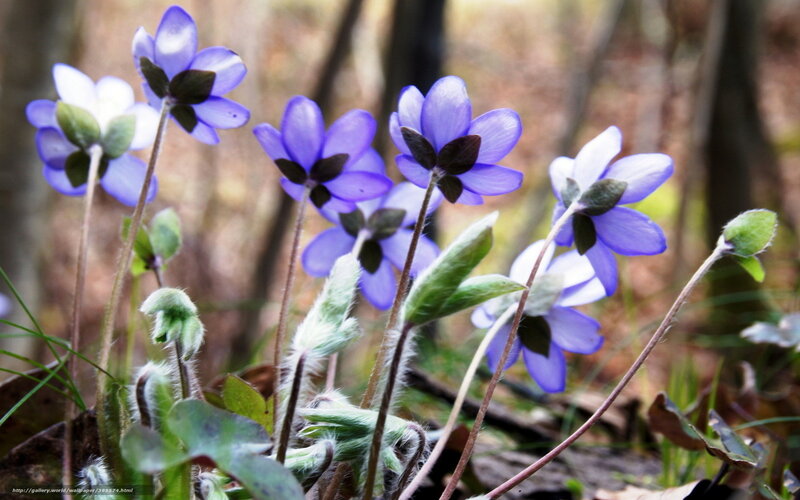 Purple flowers in the forest