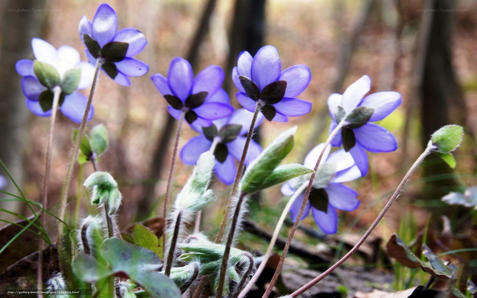 Purple flowers in the forest