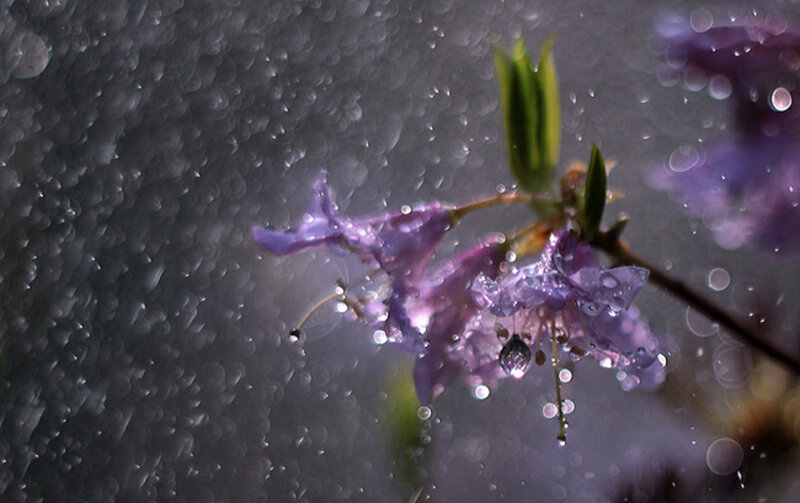 Purple flowers in the rain
