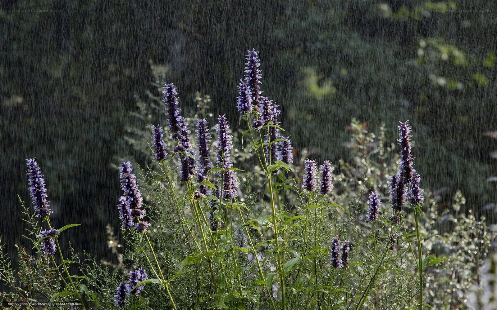 Purple flowers in the rain