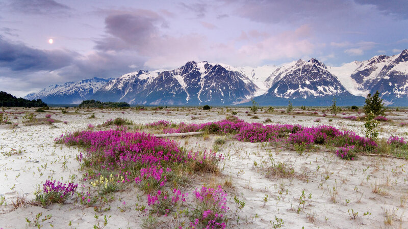 Purple Flowers in Tundra — Serene, Night